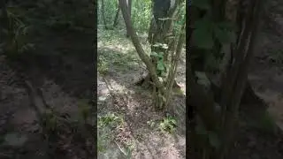 Белочка пришла.