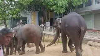 Hotel Pinnalanda, Sri Lanka - Elefanten Pinnawala Elefant Orphanage