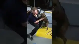Ako sa správne necestuje zo psom v MHD