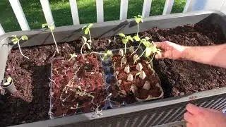 Finally Planting the Large Keter Garden Planter