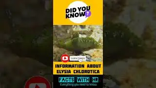 Elysia Chlorotica|