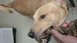 Best dog toy ever