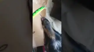 Коза зацепилась за крючок губой и орет
