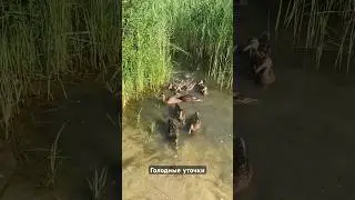 Голодные утки приплыли в поисках еды