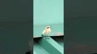 Обыкновенная Каменка / Northern wheatear
