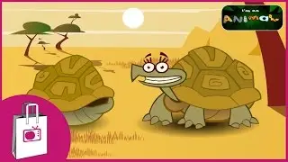 I'm a Tortoise
