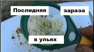 Клещ Варроа в последнем расплоде.