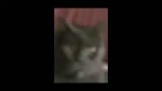 My Cat Duce