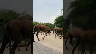 #Gujarat, in the villages of #Rabai #tribe #india #camel