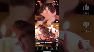 A cute cat birthday 🎂