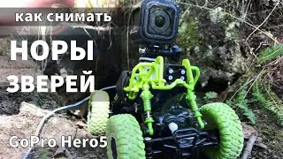 How to shoot animal videos / GoPro and HOLE / REAL animals