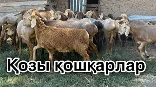 ҚОЗЫ қошқарлар 2024 төлдері (сатылады)