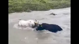 یاک کی لڑائی اور خوبصورت نظارہ ❤️