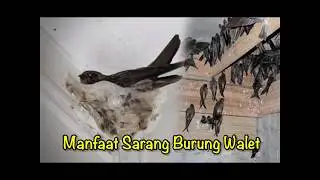 Manfaat Sarang Burung Walet Yang Harus Anda Tahu💯