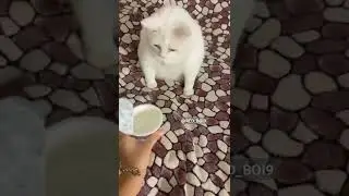 White Cat throwing up meme | Red Boi 