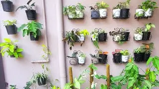 garden makeover...plant organisation😍😍😍