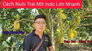 Cách Nuôi Trái Mít Indo Nhỏ Nhanh Lớn và Tỉa Bông Bỏ Bớt Cho Vườn Mít Indo Ruột Đỏ Xơ Vàng