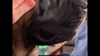 Grandma kisses are the best!-Bowserthemastiff88