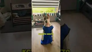 Что нужно Стаффорду #shortvideo #собака #staff #pitbull #стаффорд #americanbully #стаффбуль