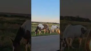Наша бывшая Зорька, Зозуля и Зайсан #horse #horses