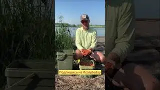 Как сделать прикормку для ловли карпа?😀 
