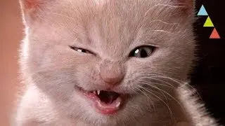 10 COISAS DIABÓLICAS QUE OS TEUS GATOS FAZEM 😼