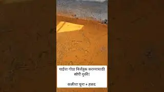 गाईंचा गोठा निर्जंतुक करण्यासाठी सोपा उपाय - कळीचा चुना आणि हळद #dairyfarm #desicowfarm #desicow