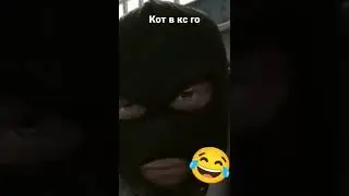 Кот в кс го