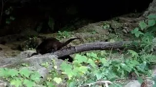 River Otter Family in the Eel River
