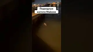Подводные жители Майами#майами #ночныереки #ночнойактив #дельфин #сша #америка