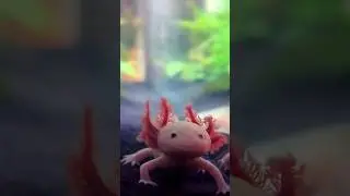 Cute Axolotl😍#shorts #axolotl