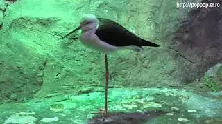 Birds,Indoor Zoo-Seoul,South Korea