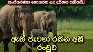 ඇත් පැටවෙක් රකින අලි රංචුව(සංස්කරණය  නොකළ දර්ශන  සහිතයි) /Elephant herd guarding the young Tusker