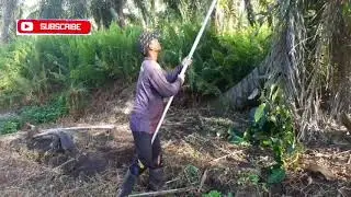 Pekerjaan Di Malaysia #PART11