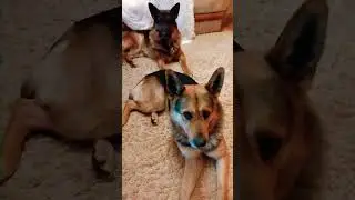 У вас ещё нету собаки? А как вы, живёте тогда?