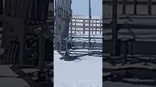 Заяц русак греется на солнце 