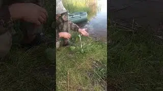 17 июня 2024 г.