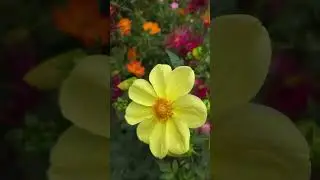 #Абакан#Цветы Абакана 2024.09.