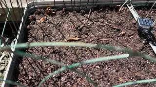 Front Door Garden Delights: Planting Golden Sweet Peas, Radish Roxanne, and Mesclun Mix