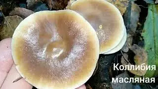 КОЛЛИБИЯ АЗЕМА.Collybia asema.