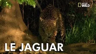 The Jaguar