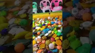 bermain sama ikan