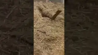 ямага тушиб кетти😱😱🤦‍♂️🤦‍♂️