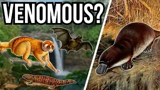5 Surprisingly Venomous Animals