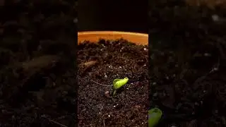 Pomegranate TIME LAPSE - Tree From Seed 
