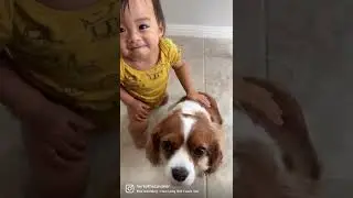 Baby loves his sister Herky the Cavalier King Charles Spaniel