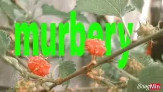 Murbery kesukaan sisiL _ vlog bebas _ karepku