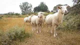 Sheeps unlimited.!!...When a dream comes true....