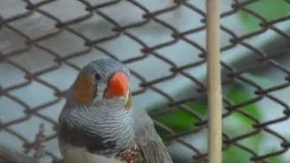 Амадины  Их так много и они такие красивые!