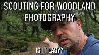 Scouting for Woodland Photography in a Fairy Tale Forest - is it easy?